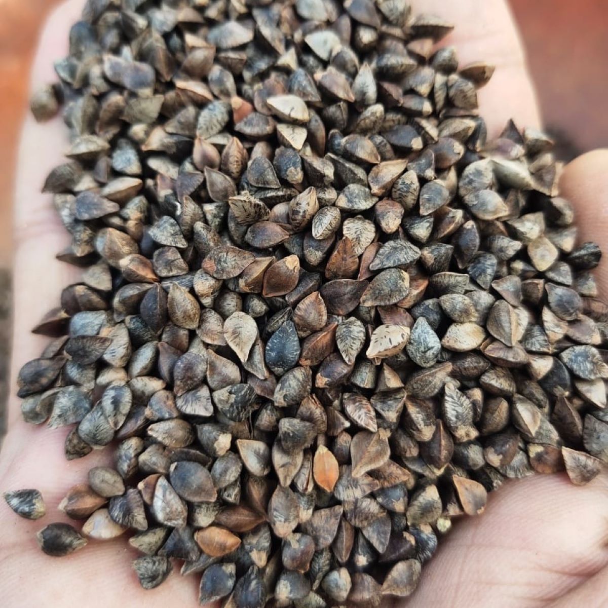 Buckwheat / Fagopyrum esculentum