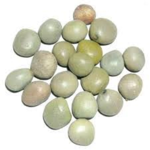 Gataran/caesalpinia crysta