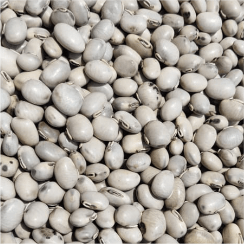 Kaunch Beej white  / Mucuna pruriens / Mucuna pruriens