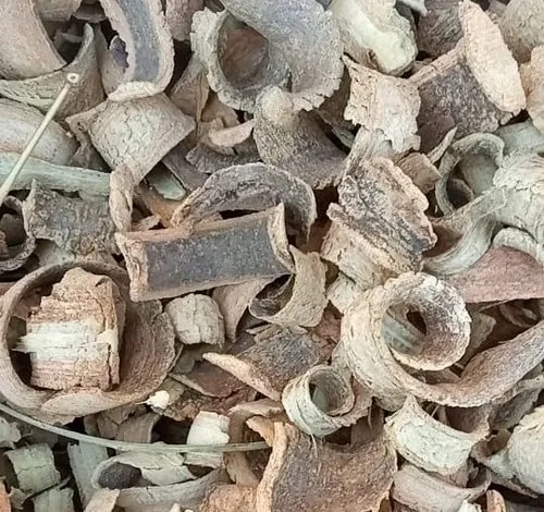 Kuda Chal / Holarrhena antidysenterica