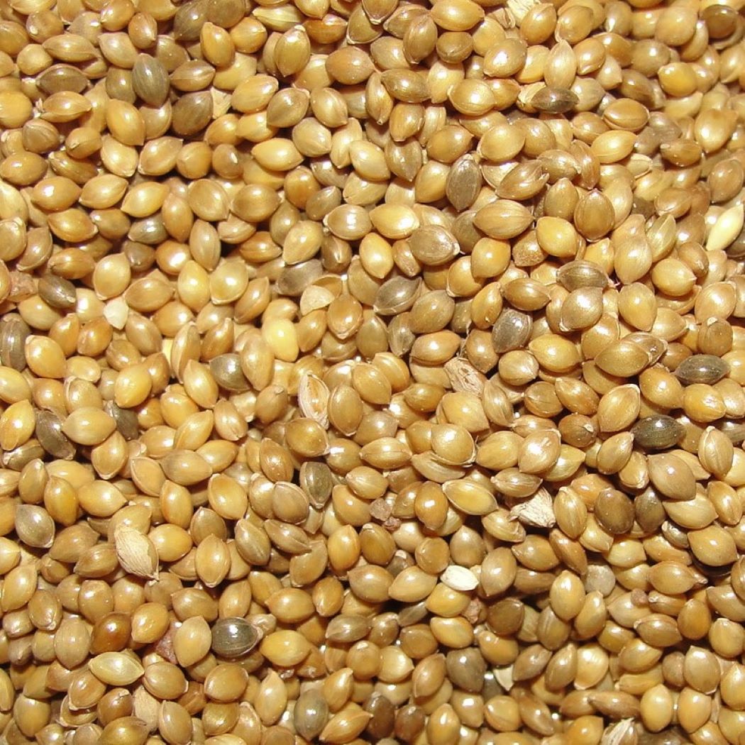 Little Millet / Panicum sumatrense