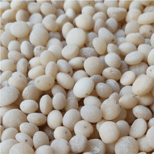 Nirmali policed / Clearing Nut / Strychnos potatorum Linn