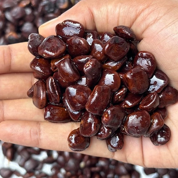 Tamarind Seeds / Tamarindus indica